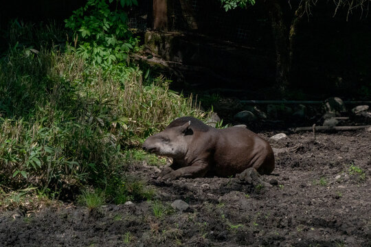 IL TAPIRO