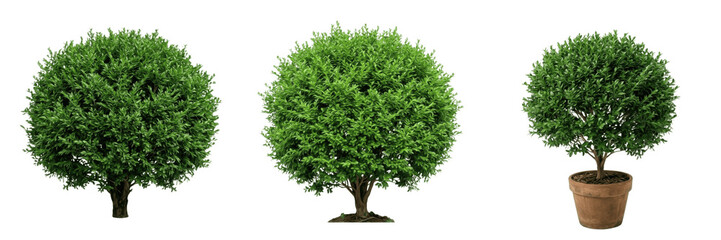 Fototapeta premium Healthy Green Round Garden Bush PNG, Transparent Background Shrub for Landscaping, Gardening, and Outdoor Environment Design.