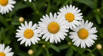 Fototapeta premium Beautiful white daisies with yellow centers in green leafy garden setting outdoors
