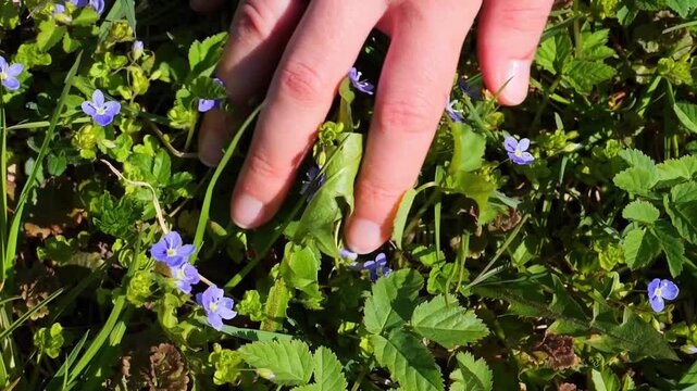 Woman's Hand Touching Wild Veronica Speedwell Flowers and Green Leaves on Ground - Nature Connection, Mindfulness and Spring Wildflower Meadow