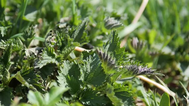 Young Stinging Nettle Urtica Dioica Spring Shoots Growing at Ground Level with Serrated Leaves and Purple Tips - Fresh Wild Herb for Foraging and Herbal Medicine