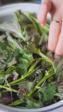 Hand Submerging Fresh Nettles in Water to Neutralize Stinging Hairs &mdash; Culinary Preparation of Foraged Urtica Dioica and Herbal Blanching Technique Verical