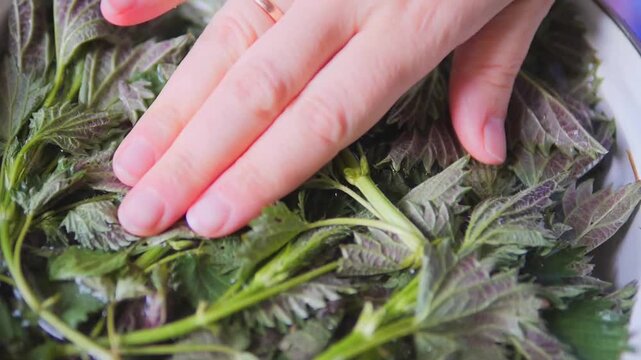 Hand Submerging Fresh Nettles in Water to Neutralize Stinging Hairs &mdash; Culinary Preparation of Foraged Urtica Dioica and Herbal Blanching Technique