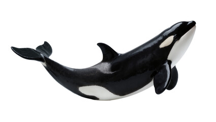 Black and White Orca Killer Whale Toy Model Floating © Marigold