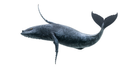 Blue gray Humpback Whale Swimming with Flippers and Tail Fin © Marigold