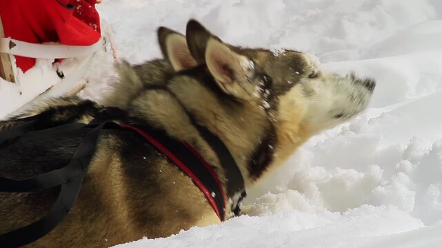 Close Up Of Huskies Biting And Digging Heads Into Snow In Patagonia - 4K