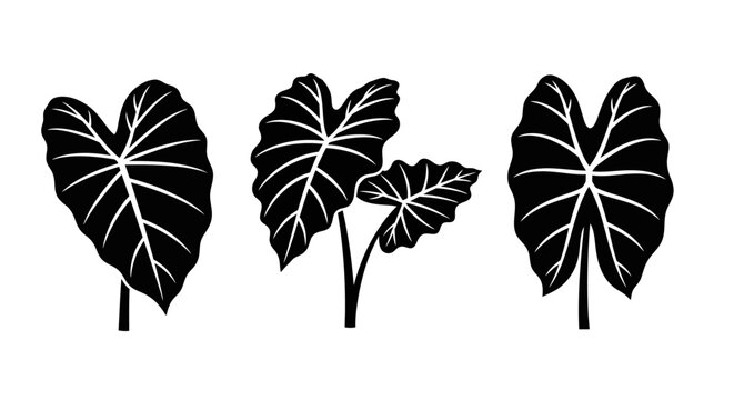 Black Silhouette Tropical Elephant Ear Leaves Vector Illustration
