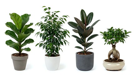 Fototapeta premium Four popular houseplants in decorative pots including fiddle leaf fig, ficus, rubber plant and bonsai tree for indoor gardening and home decor.