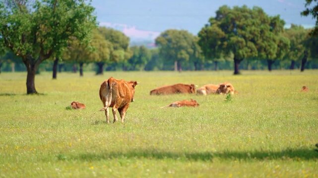 Cows grazing green meadow Castilla La Mancha Spain rural landscape livestock agriculture nature