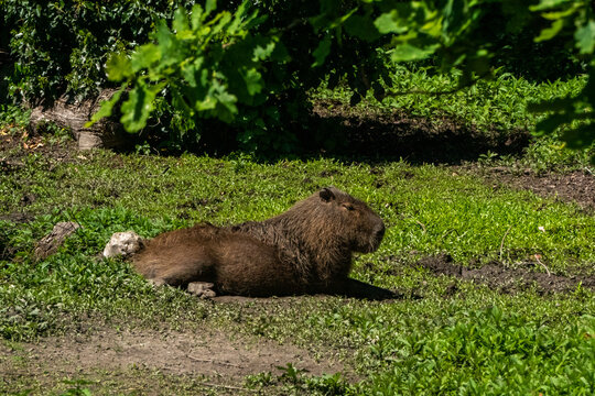 CAPIBARA