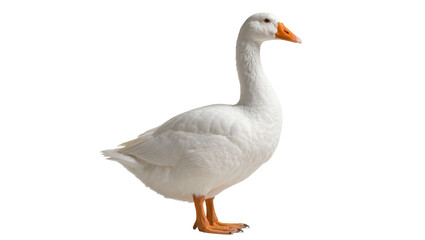 White domestic goose standing with orange beak and feet © Cedric