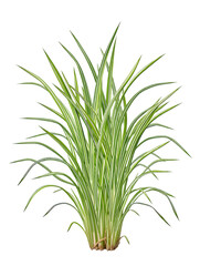 Fototapeta premium A lush green plant with long thin leaves on transparent background