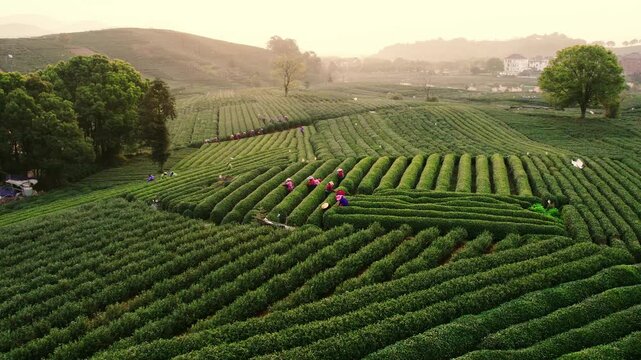 Workers Harvesting Tea in Terraced Green Plantation at Sunrise