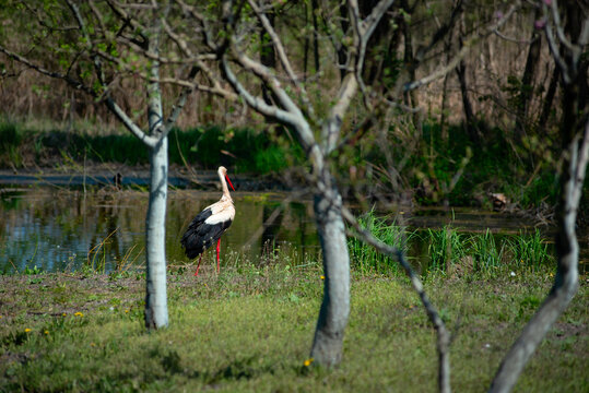 In Ukraine, the stork is considered a harbinger of spring. Black stork &mdash; bird. Swampy area. Bird on the hunt.

