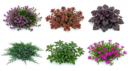 Obraz premium Six isolated garden shrubs and ground cover plants on white background, featuring flowering and foliage varieties for landscaping design use.