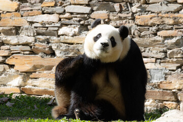 Fototapeta premium Funny pose of returned panda from USA, Xiao Qi Ji, Wolong Panda Base, China
