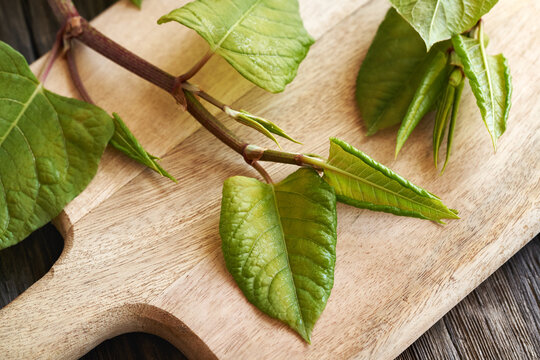 Fresh japanese knotweed or Reynoutria japonica leaves on a wooden table