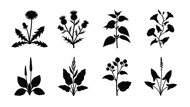ild Medicinal Herb and Weed Silhouette Set &mdash; Dandelion, Thistle, Plantain, Nettle Black Vector Isolated