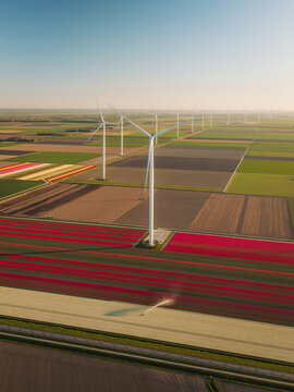 Aerial view of vibrant tulip fields in bloom with a row of modern wind turbines and a tractor in the fields under a clear sky at sunset in Flevoland, Flevoland, Netherlands.