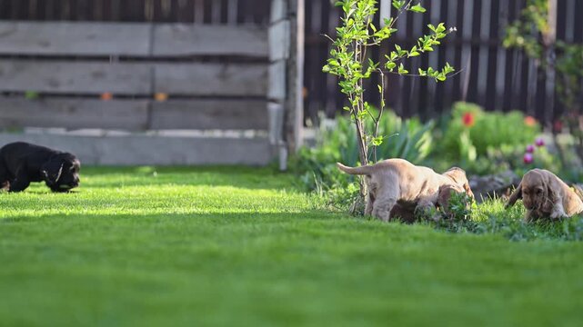 Funny dog puppies playing on lawn, spring sunshine and happiness, slow motion