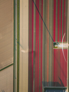 Aerial view of vibrant red tulip fields and a modern wind turbine casting a long shadow over geometric agricultural patterns in Flevoland, Flevoland, Netherlands.
