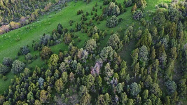High angle view of lush green mountain slopes with juniper trees in soft evening light, serene nature, Sayram-Su, Kazakhstan. High quality 4k footage