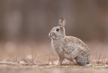 Królik europejski, królik dziki (Oryctolagus cuniculus), rabbit © Bartosz Rakoczy