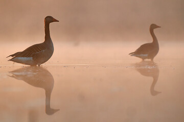 Gęgawa, gęś gęgawa, (Anser anser) greylag goose © Bartosz Rakoczy