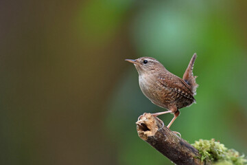 Strzyżyk (Nannus troglodytes) © Bartosz Rakoczy