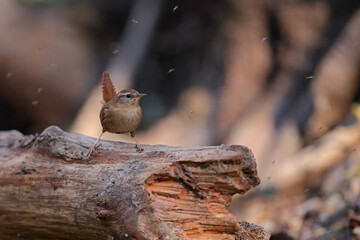 Strzyżyk (Nannus troglodytes) © Bartosz Rakoczy