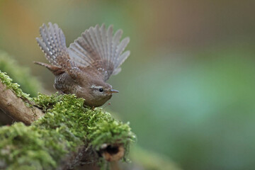 Strzyżyk (Nannus troglodytes) © Bartosz Rakoczy