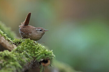 Strzyżyk (Nannus troglodytes) © Bartosz Rakoczy