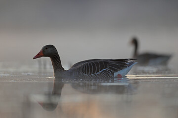 Gęgawa, gęś gęgawa, (Anser anser) greylag goose © Bartosz Rakoczy