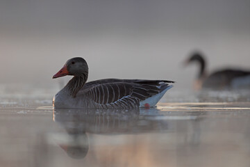 Gęgawa, gęś gęgawa, (Anser anser) greylag goose © Bartosz Rakoczy