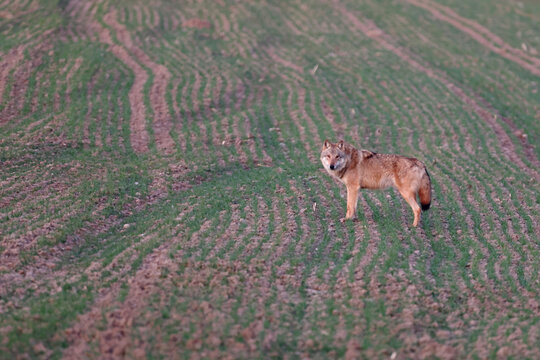 Wilk szary, wilk (Canis lupus) , wolf