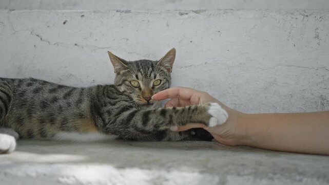 Tabby cat paw shields face while a hand reaches to touch paw and forehead on a white concrete ledge at building wall; playful.