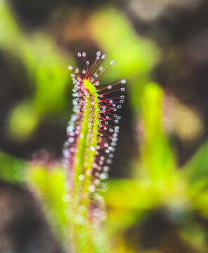 Macro photography of sundew Drosera capensis highlighting bright colors and sticky dew tentacles.