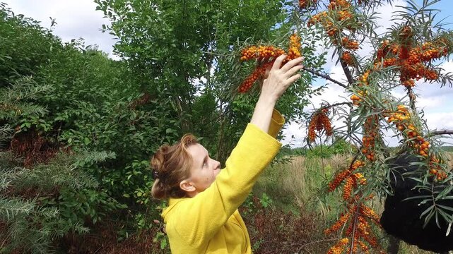 Bright orange sea buckthorn berries are collected from dense branches during seasonal agricultural harvesting. Workers handle ripe clusters within cultivated plantation rows