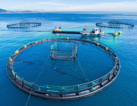 Circular fish farm cages float on clear blue water, with aquaculture nets holding fish for sustainable seafood cultivation offshore.