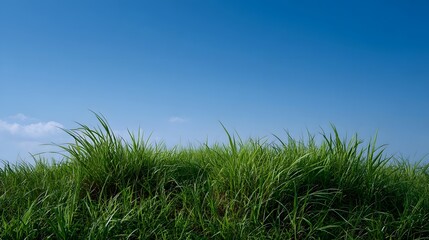 Fototapeta premium Lush green grass stretches against a vast clear blue sky capturing a perfect moment of natural tranquility