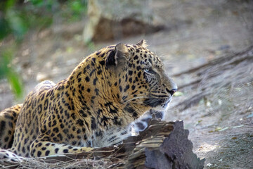 One day at the Zoo - The Leopard © Ana Russo