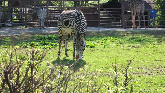 Zebra Grazing On Green Grass In Safari Park Enclosure. Safari park habitat with wooden fencing and other herbivores visible in the background under bright sunlight.