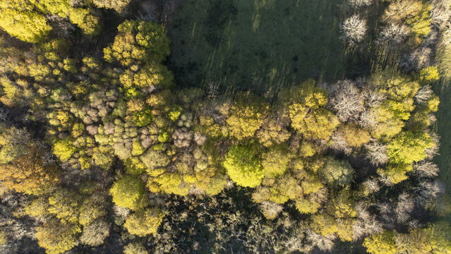Aerial view of dense forest canopy with vibrant yellow and green foliage bordering a grassy field under soft sunlight Taboadela, Ourense, Spain.