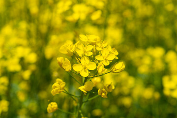 Fototapeta premium Macro Close-up of Bright Yellow Canola Flowers