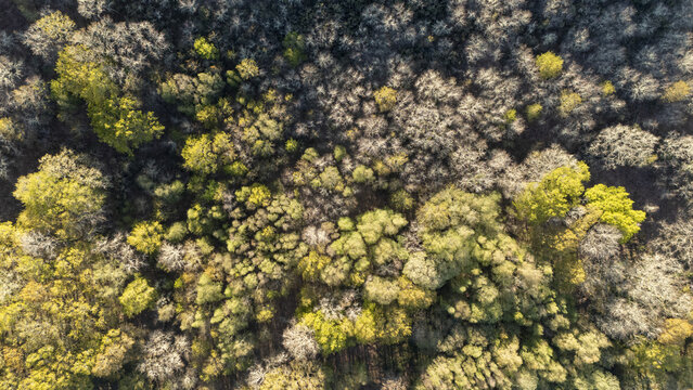 Aerial view of dense forest with a mix of green and bare trees under bright sunlight Taboadela, Ourense, Spain.