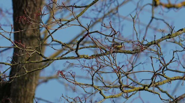 A Eurasian blue tit Cyanistes caeruleus On a spring day, a small songbird hops among tree branches against a backdrop of blue sky. A natural wildlife shot, medium composition.