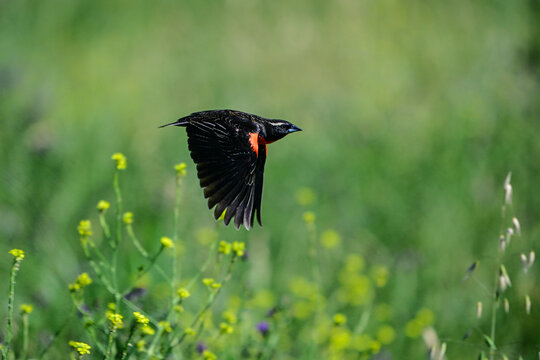 White browed meadowlark, Leistes superciliaris, in grassland environment, La Pampa Province, Argentina.