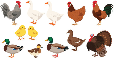 Vector illustrations of poultry birds. This set features roosters, chickens, geese, ducks, turkeys, and chicks. Perfect for farm-related, nature-themed, and educational projects. © HazelQueen