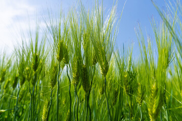 Fototapeta premium Fresh Green Barley Stalks Reaching for the Blue Sky