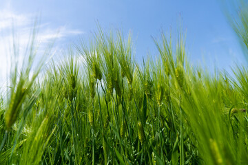 Fototapeta premium Fresh Green Barley Stalks Reaching for the Blue Sky
